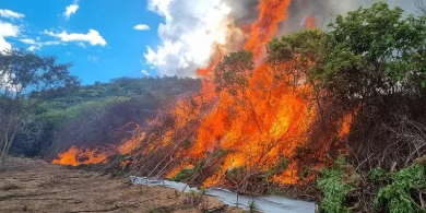 Operação conjunta erradica plantação de maconha no Cariri